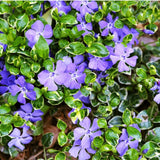 Pack 36 Variegated Vinca Plants Live, Climbing Vinca Minor Vine, Periwinkle Plants Live Ground Cover for Planting Outdoors, from 6 Inc Tall