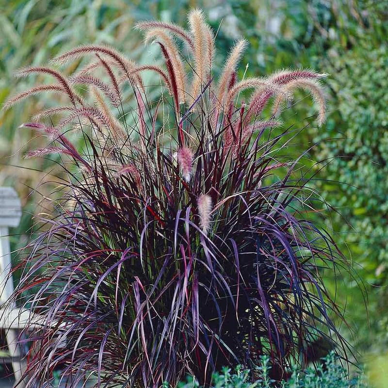 2 Red Purple Fountain Grass Plants Live for Planting, Ornamental Grass Perennial Garden Size 5 to 9 Inch Tall