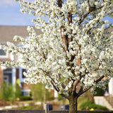 2 American Plum Trees Live Plants, Bareroots, 12 to 18 Inch Height, Plum Plants Live for Planting, Sweet Plum Trees Plants