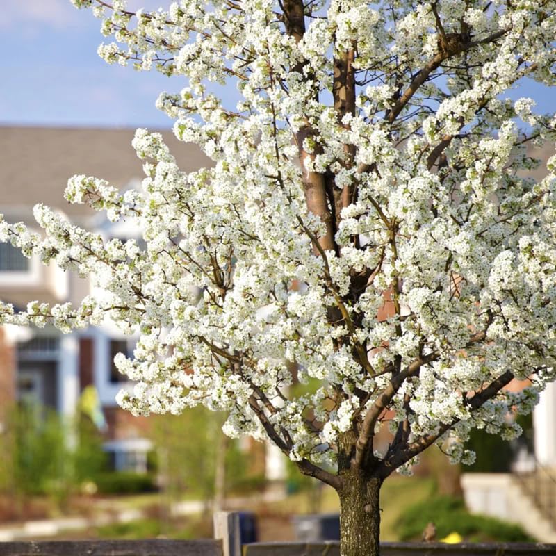 2 American Plum Trees Live Plants, Bareroots, 12 to 18 Inch Height, Plum Plants Live for Planting, Sweet Plum Trees Plants