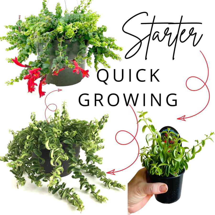 Aeschynanthus Curly Lipstick Plant Live, Starter Vine for Hanging Baskets Twisting Leaf Houseplant in 3-Inch Pot for Indoor Year-Round Planting