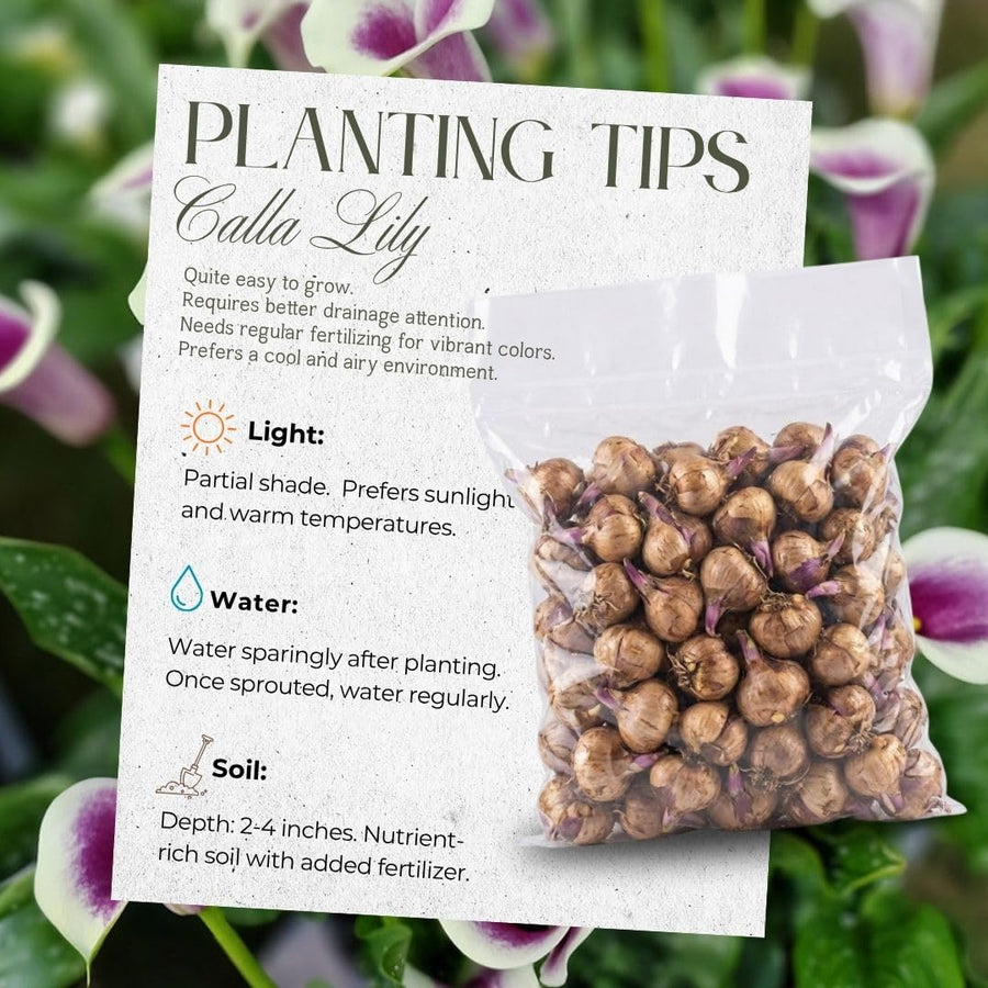Set 3 White Purple Calla Lily Bulbs for Outdoor Planting, Ornamental Flowers for Patio Pots, Landscape Borders and Garden, Flower Bulbs for Growing