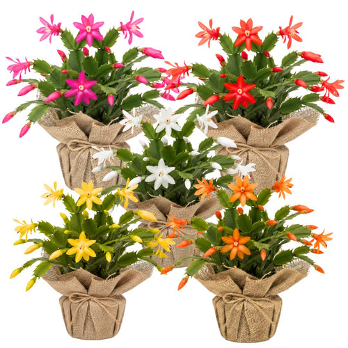 Set 2 Christmas Cactus Plants Live, Hanging Baskets Houseplants, Holiday Cactus Indoor Plants Live Well-Rooted 4-9" Tall, No Pot (Multicolor)