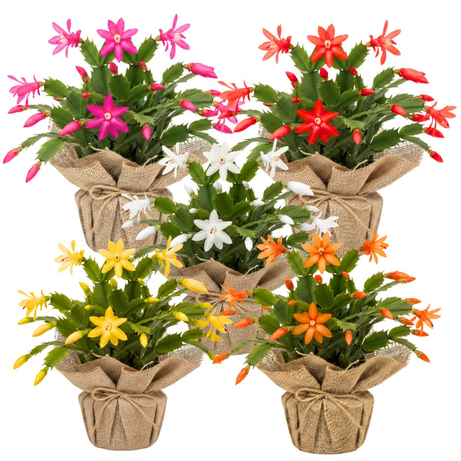Set 2 Christmas Cactus Plants Live, Hanging Baskets Houseplants, Holiday Cactus Indoor Plants Live Well-Rooted 4-9" Tall, No Pot (Multicolor)