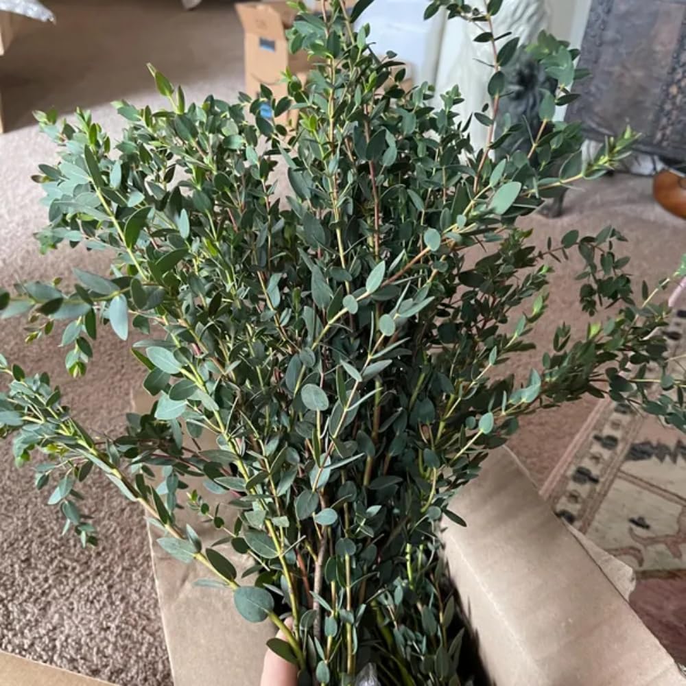 Eucalyptus Plant, Starter Eucalyptus Plant Live in 2.5" Pot, Cold Hardy, Fragrant Foliage, Ready to Grow Indoor Outdoor (Parvifolia)