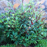 1 Roselle Hibiscus Plants Live in 4 Inch Pot, Red Roselle Jamaican Plant Live 4-8 Inch Tall, Sabdariffa Roselle Hibiscus Flowers