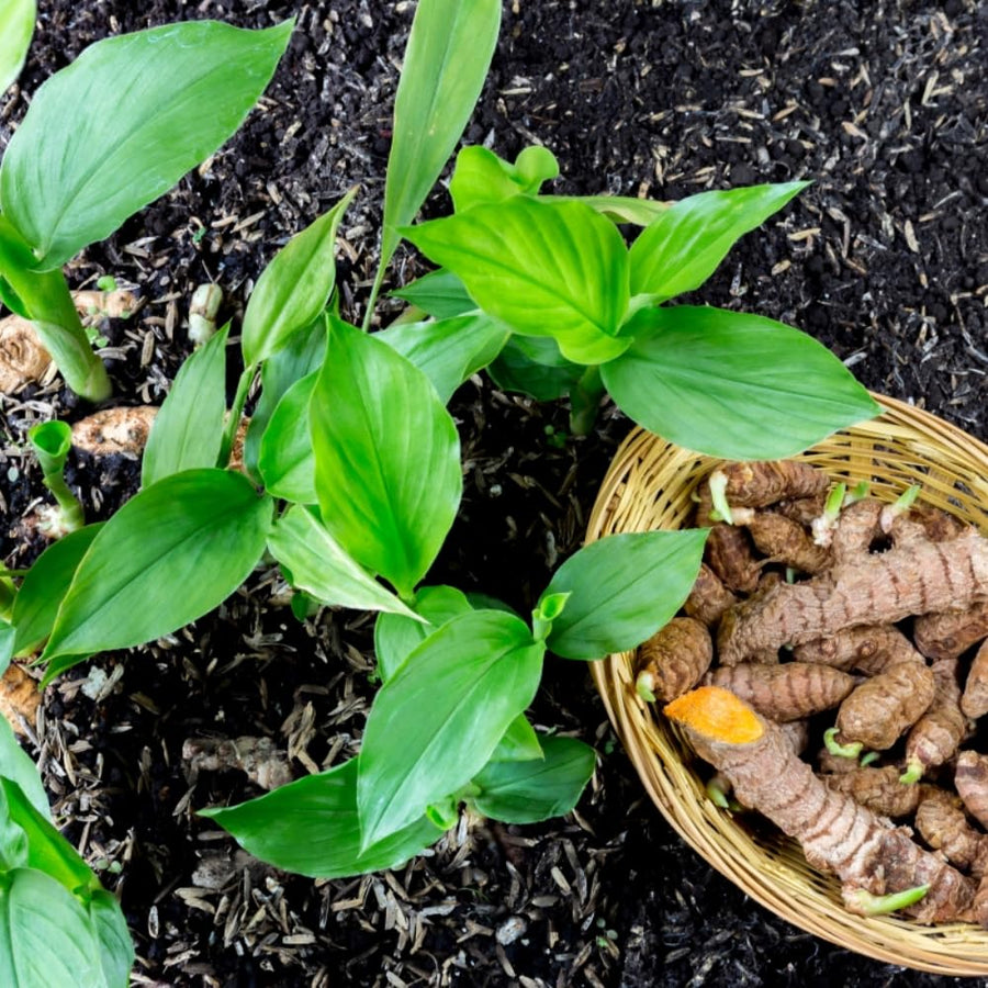 2 Ginger Plants Live for Planting, Tropical Flowering Plant for Garden or Patio, Hardy Ginger Plant No Pot, 5-9" Height (Curcuma Turmeric Ginger Plant)