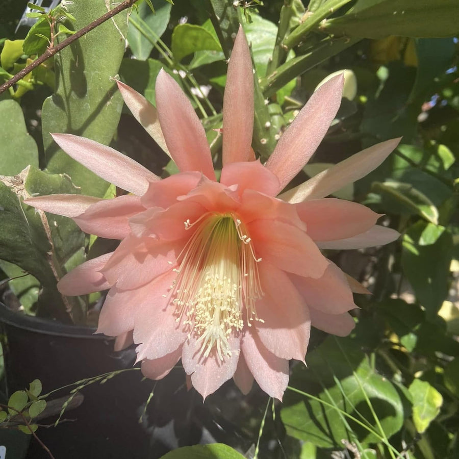 Epiphyllum Orchid Cactus Live Plant, 2 Plants Per Pot, Blooming Orchid Cactus for Indoor or Outdoor Growing (Salmon Epiphyllum)