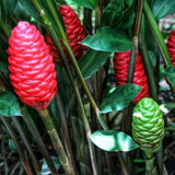 Pack 5 Shampoo Ginger Roots, Fresh Ginger Rhizomes Live Plants, Ornamental Flowers