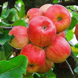 Honey Crisp Apple Tree Live Plant for Planting, 2-3 Feet Height, Apple Plant Live for Planting Outdoor, Apple Fruit Tree Bareroot