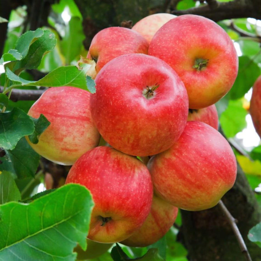 Honey Crisp Apple Tree Live Plant for Planting, 2-3 Feet Height, Apple Plant Live for Planting Outdoor, Apple Fruit Tree Bareroot