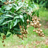 Live Longan Fruit Tree Plant, 6-12” Tall in 4” Pot, Sweet Tropical Longan Plant to Grow