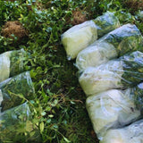 24 Periwinkle Plants Live for Planting, Vinca Plants Live for Planting, Vinca Minor Ground Cover Vine Bare Roots from 6 Inc Tall Garden