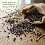 Pack of 400 Rosemary Seeds for Planting, Rosemary Seed, Heirloom Herb Seeds for Indoor Outdoor Garden