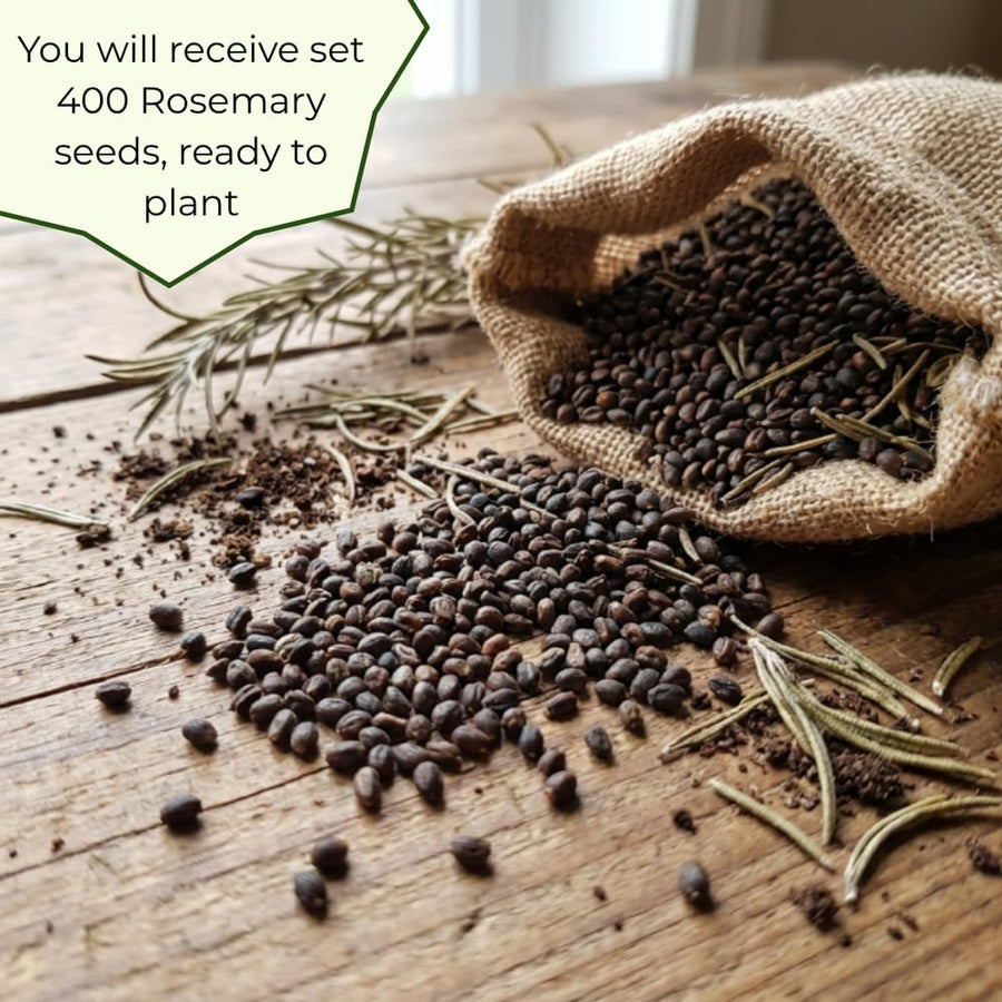 Pack of 400 Rosemary Seeds for Planting, Rosemary Seed, Heirloom Herb Seeds for Indoor Outdoor Garden