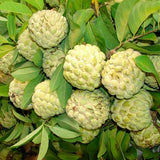 6 Months Old Sugar Apple Plant Live, 6-8" in Tall Potted, Sweet Annona Squamosa Tropical Fruit Tree for Indoor or Outdoor Growing, Zones 9-11
