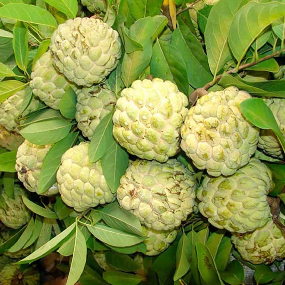 6 Months Old Sugar Apple Plant Live, 6-8" in Tall Potted, Sweet Annona Squamosa Tropical Fruit Tree for Indoor or Outdoor Growing, Zones 9-11