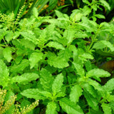 Holy Basil Plant, Herb Plant Seedlings, 4 Inches Pot, Green Basil Plant Pot Planting Outdoor