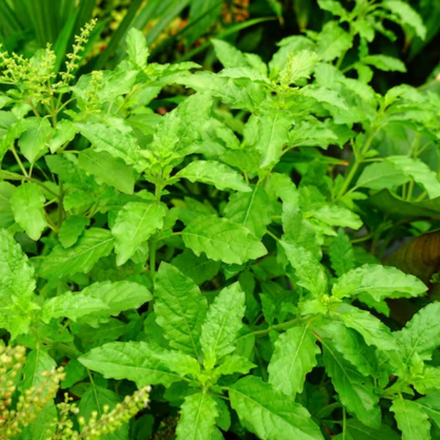 Holy Basil Plant, Herb Plant Seedlings, 4 Inches Pot, Green Basil Plant Pot Planting Outdoor