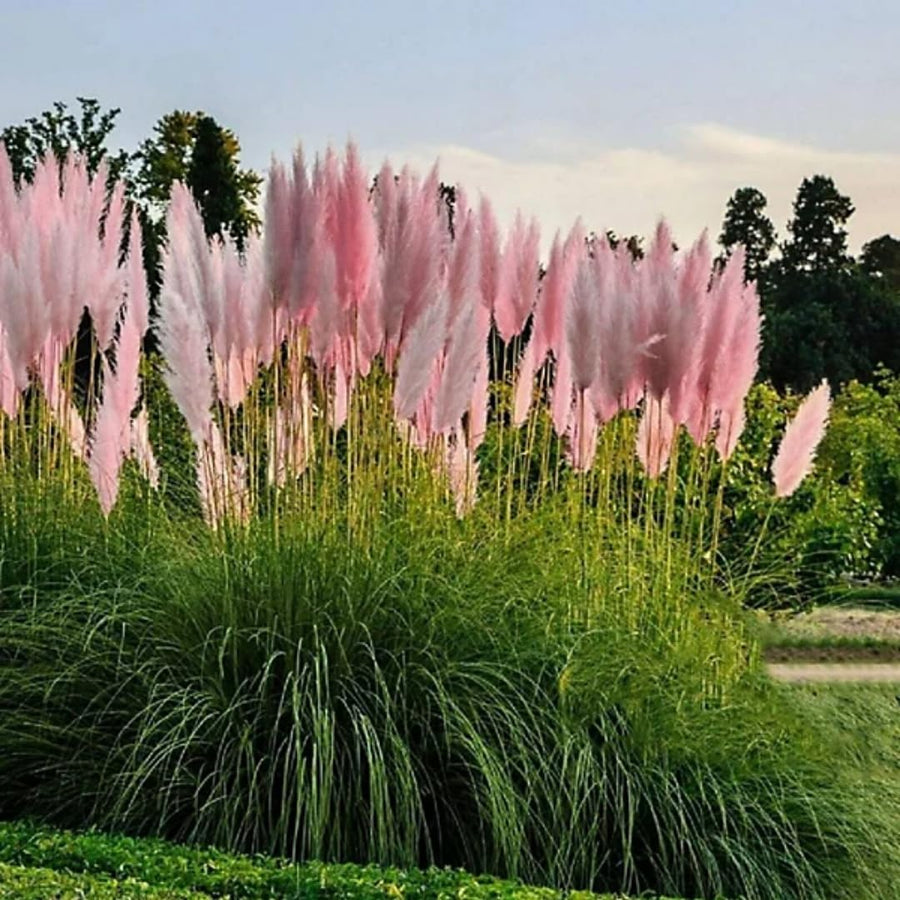 3 Pink Pampas Grass Plants Live, Live Pampas Grass Plant Ornamental Grass Plant Perennial, from 5 Inc to 8 Inc in Height