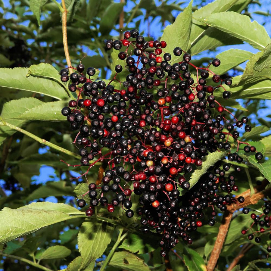 Elderberry Plants Live for Planting, Black Elderberry Tree in 1 Gallon Pot, 2-3 Feet Tall, Edible Fruit for Outdoor Garden