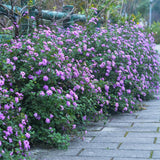 2 Lantana Plants Live, Perennial Live Flowering Lantana, Container Growing 4-9 Inch Tall - Purple
