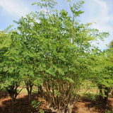 Moringa Seeds, 20 Count, Moringa Oleifera Plant Seeds, Fast Growing Herbal Plant, Seeds for Home Garden Outdoor