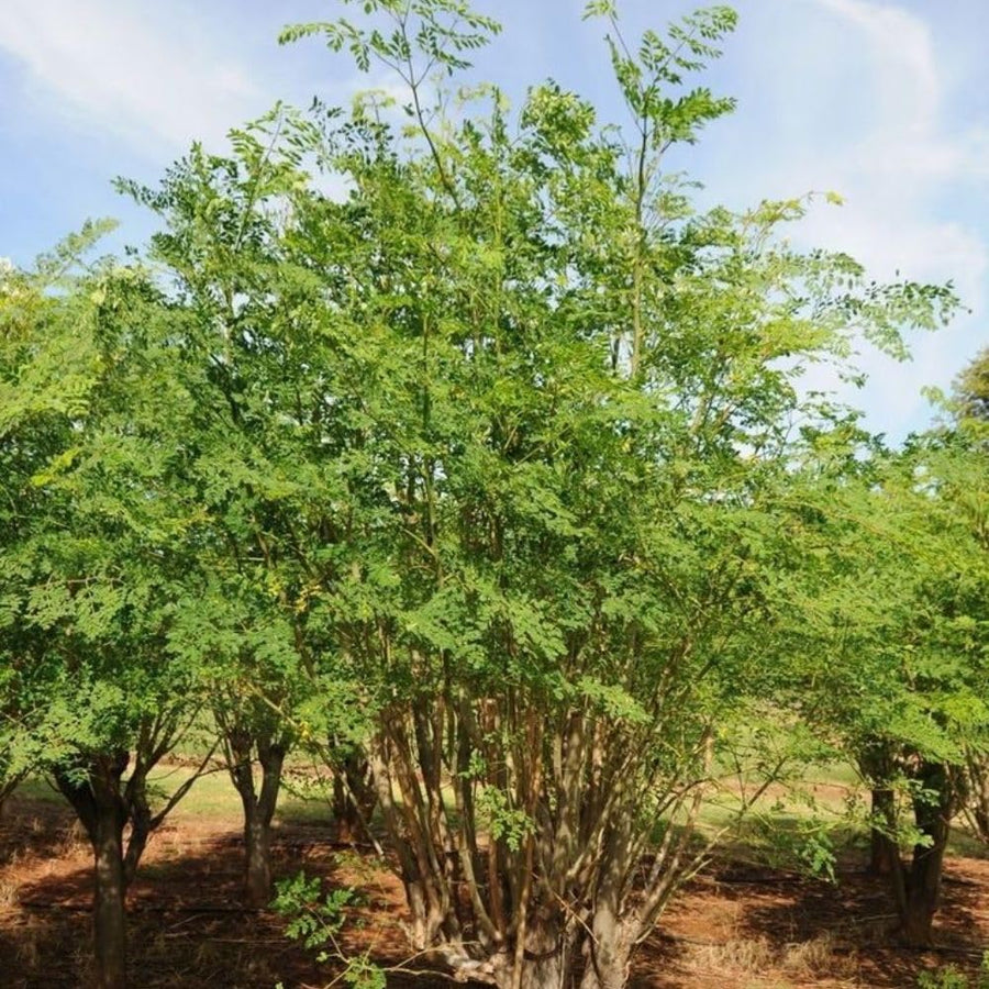 Moringa Seeds, 20 Count, Moringa Oleifera Plant Seeds, Fast Growing Herbal Plant, Seeds for Home Garden Outdoor