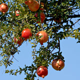 Sweet Pomegranate Tree Live Plant, Wonderful Pomegranate Tree, Zone 8 to 11, Size 10 to 12 Inch Tall, Well Rooted, Easy to Plant
