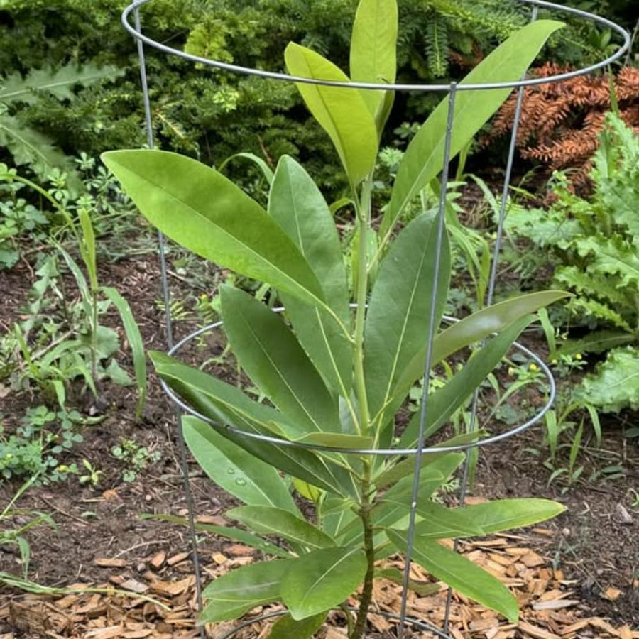 Sweetbay Magnolia Tree Live Plant in 2.5 Inches Pot, Dormant in Winter, 6-12 Inches in Tall, Ornamental Spring Flowering Tree, Outdoor
