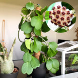 Hoya Kerrii Plant Live, 3-5'' Tall, Hoya Plants Live Houseplant, Well-Rooted for Indoor Outdoor Landscape
