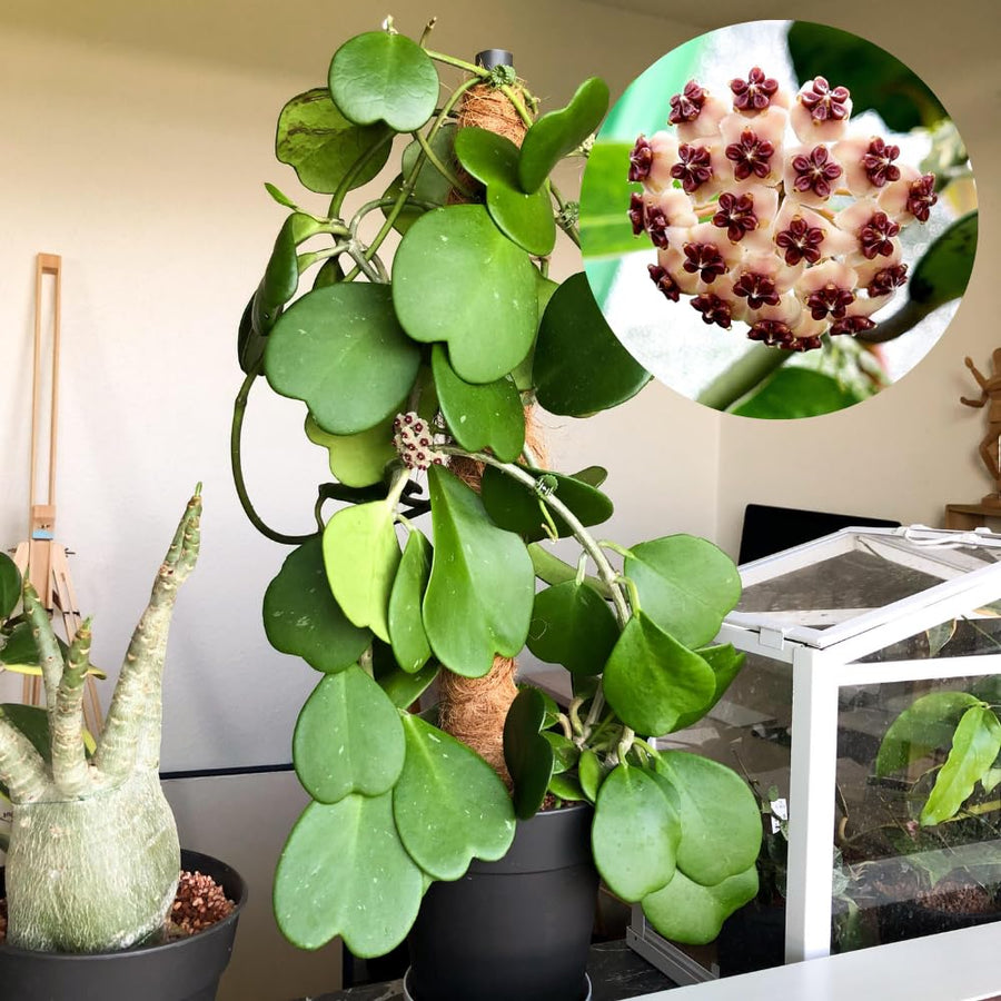 Hoya Kerrii Plant Live, 3-5'' Tall, Hoya Plants Live Houseplant, Well-Rooted for Indoor Outdoor Landscape