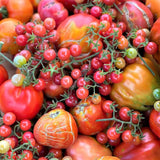 Lot 4 Tomato Plants Live for Planting Outdoors, Large and Juicy Tomatoes, Well Rooted, 6 to 8 Inch - Red Cherry Tomato