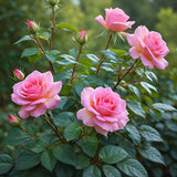 Mini Rose Bush, Miniature Rose Flowers in 3'' Pot, Compact Flowering Rose for Indoor Outdoor Gardens and Containers (Light Pink Roses)