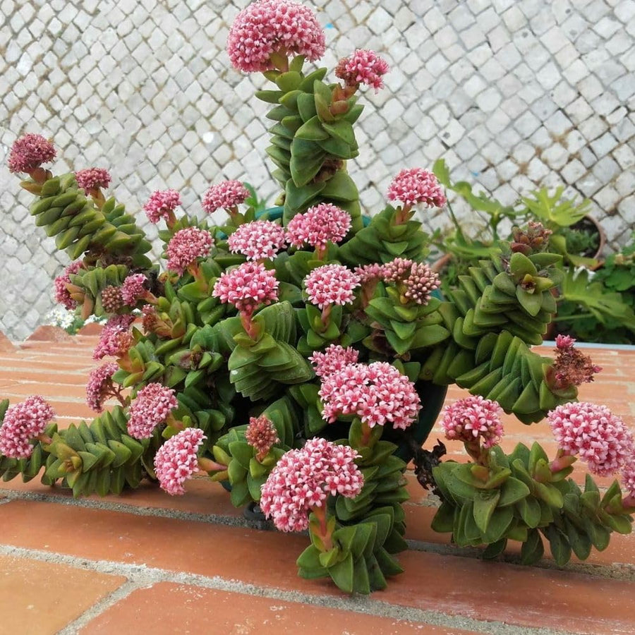 Crassula Spring Live Plant, 2 Inch Pot, Compact Crassula Succulent Live Plant Full Rooted