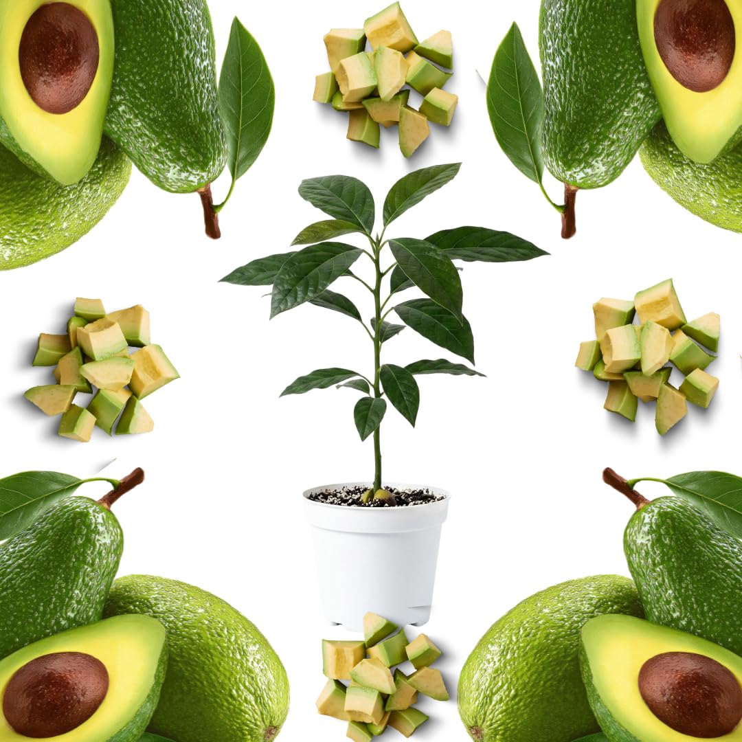 Avocado HASS Tree Live Plant Seedling Size 5-10 Inches in Tall, Cold Hardy Avocados Plant Tropical, Smooth Avocado