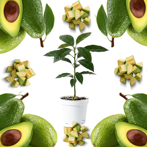 Avocado HASS Tree Live Plant Seedling Size 5-10 Inches in Tall, Cold Hardy Avocados Plant Tropical, Smooth Avocado
