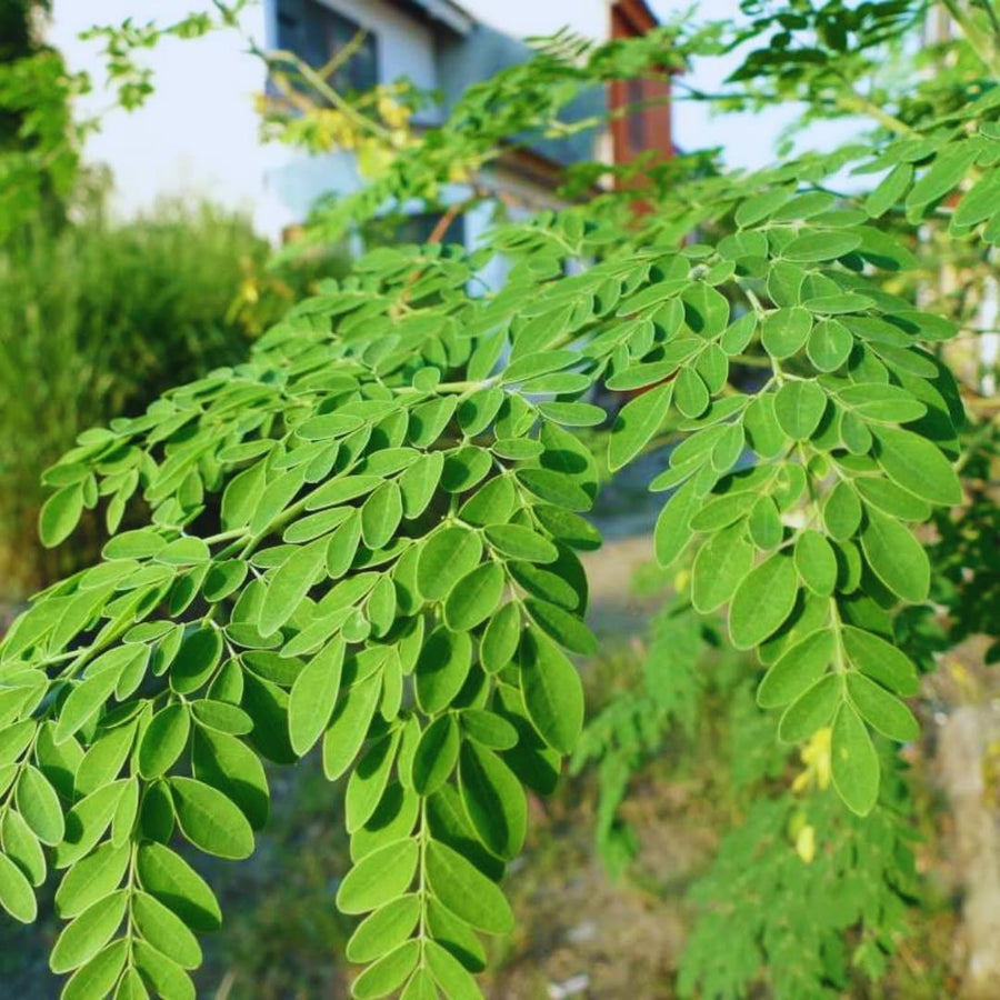 100 Moringa Oleifera Drumstick Seeds for Planting, Moringa Seeds, Herb Garden, Easy to Plant