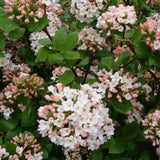 Pink Viburnum Live Plant, 2.5 Inch Pot Hardy Flowering Shrub, Fragrant Spring Blooms for Landscape Garden