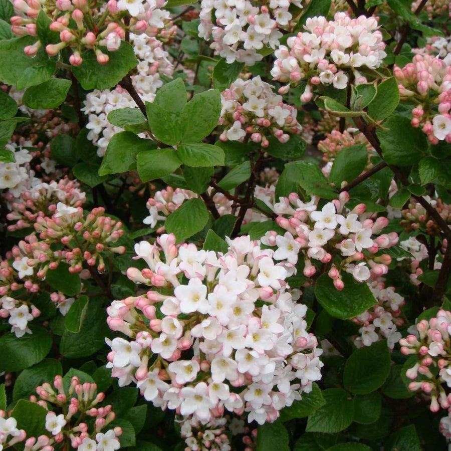 Pink Viburnum Live Plant, 2.5 Inch Pot Hardy Flowering Shrub, Fragrant Spring Blooms for Landscape Garden