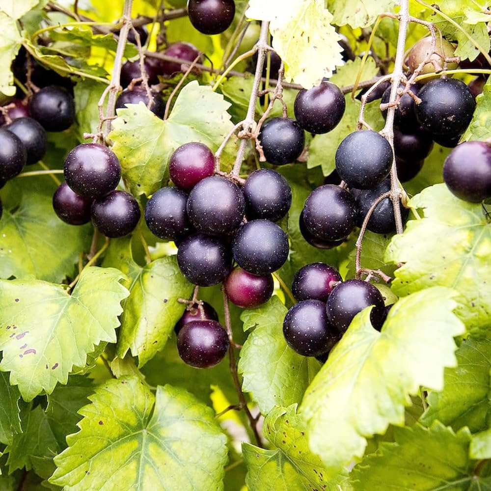 Muscadine Grape Vine Plant Live, Grape Plant Live Grape Tree, in 4" Pot Grape Fruit Tree for Planting