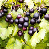 Muscadine Grape Vine Plant Live, Grape Plant Live Grape Tree, in 4" Pot Grape Fruit Tree for Planting