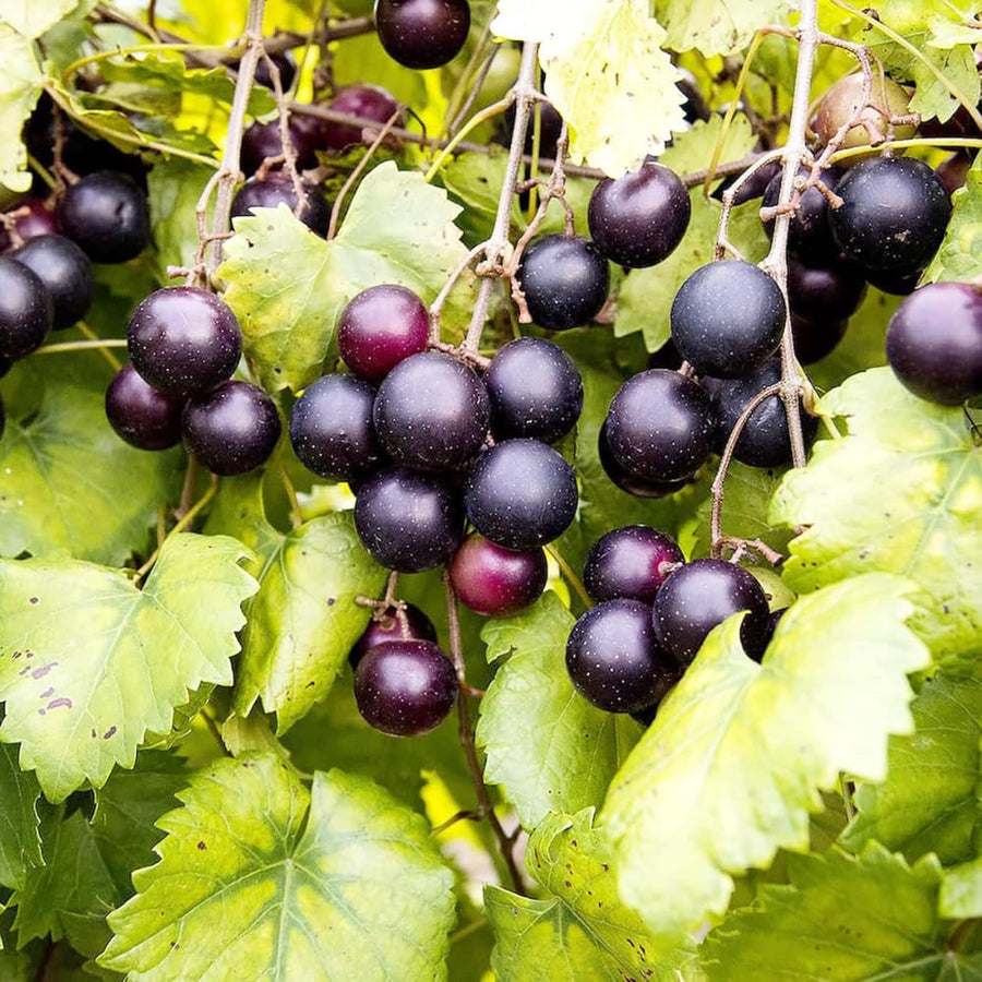 Muscadine Grape Vine Plant Live, Grape Plant Live Grape Tree, in 4" Pot Grape Fruit Tree for Planting