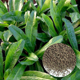 500 Culantro Seeds for Planting Indoor Outdoor, Culantro Herb Seeds for Outdoor Herb Gardens