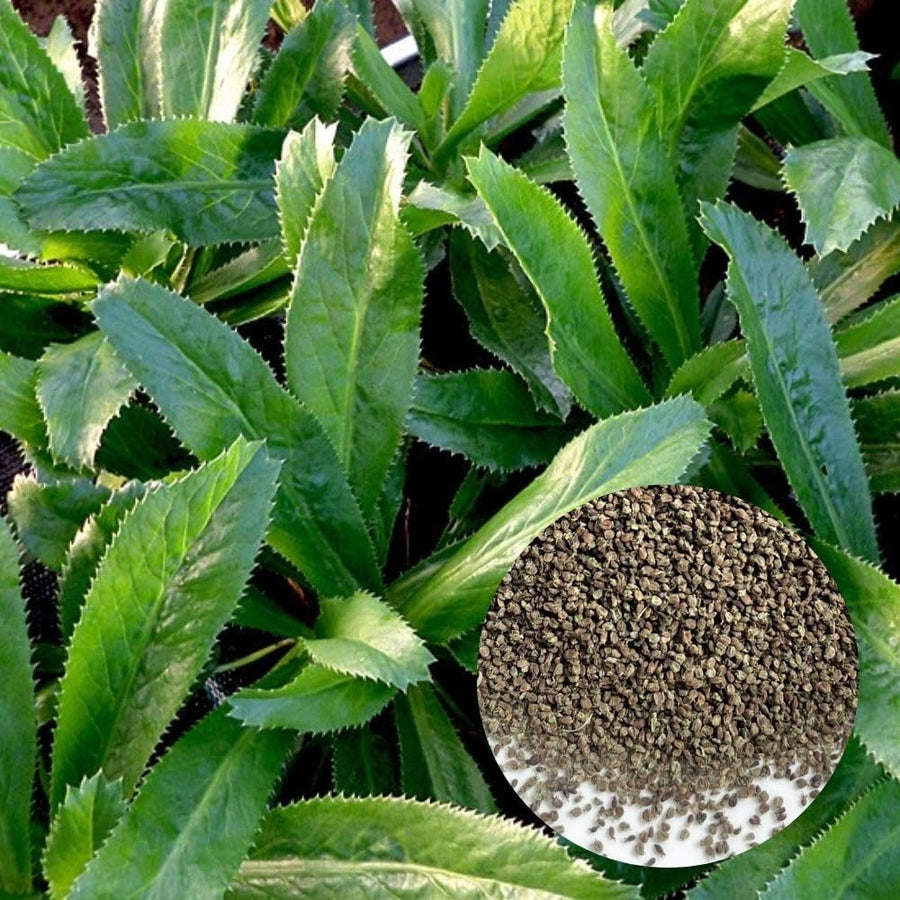 500 Culantro Seeds for Planting Indoor Outdoor, Culantro Herb Seeds for Outdoor Herb Gardens