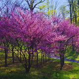 3 Eastern Redbud Trees Live Plants for Early Spring Planting, Dormant Seeding Purple Flowers Red Bud Trees for Growing, 6-12"