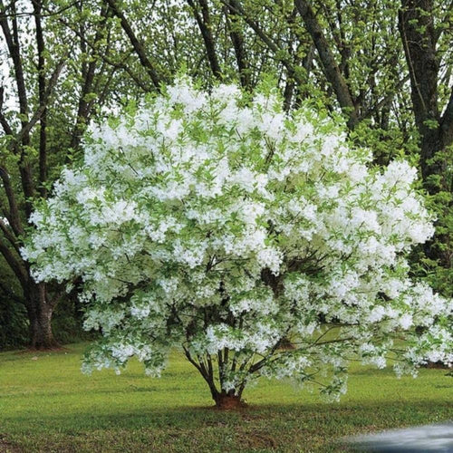White Fringe Tree Live Shrub 6-10 Inch Tall, White Fringe Plant in Quart Pot, Flowering Tree for Outdoor Spaces, Dormant in Winter