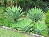 Live Green Foxtail Agave Tree Live Plant, 1 Year Old 8" in Tall in 4" Pot for Outdoor Succulent Cactus, Very Hardy