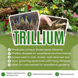 30 Mix Trillium Bulbs, Large Trillium Bulbs for Planting, Flower Bulb Gardening