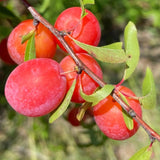 2 Plum Trees Live Plants, 12 to 18 Inch Height, Bareroots, American Plum Plant Live for Planting Outdoors, Wild Plum Tree Plant